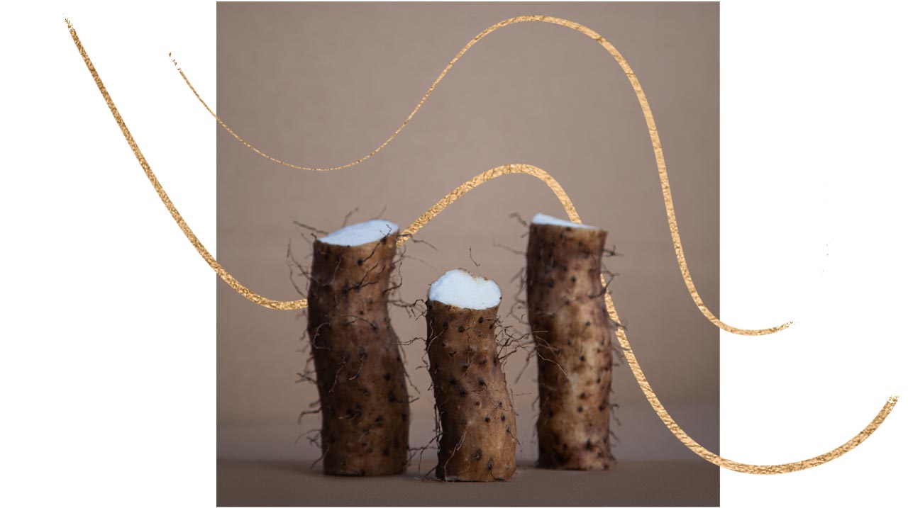 Die Lichtwurzel vom Andreashof