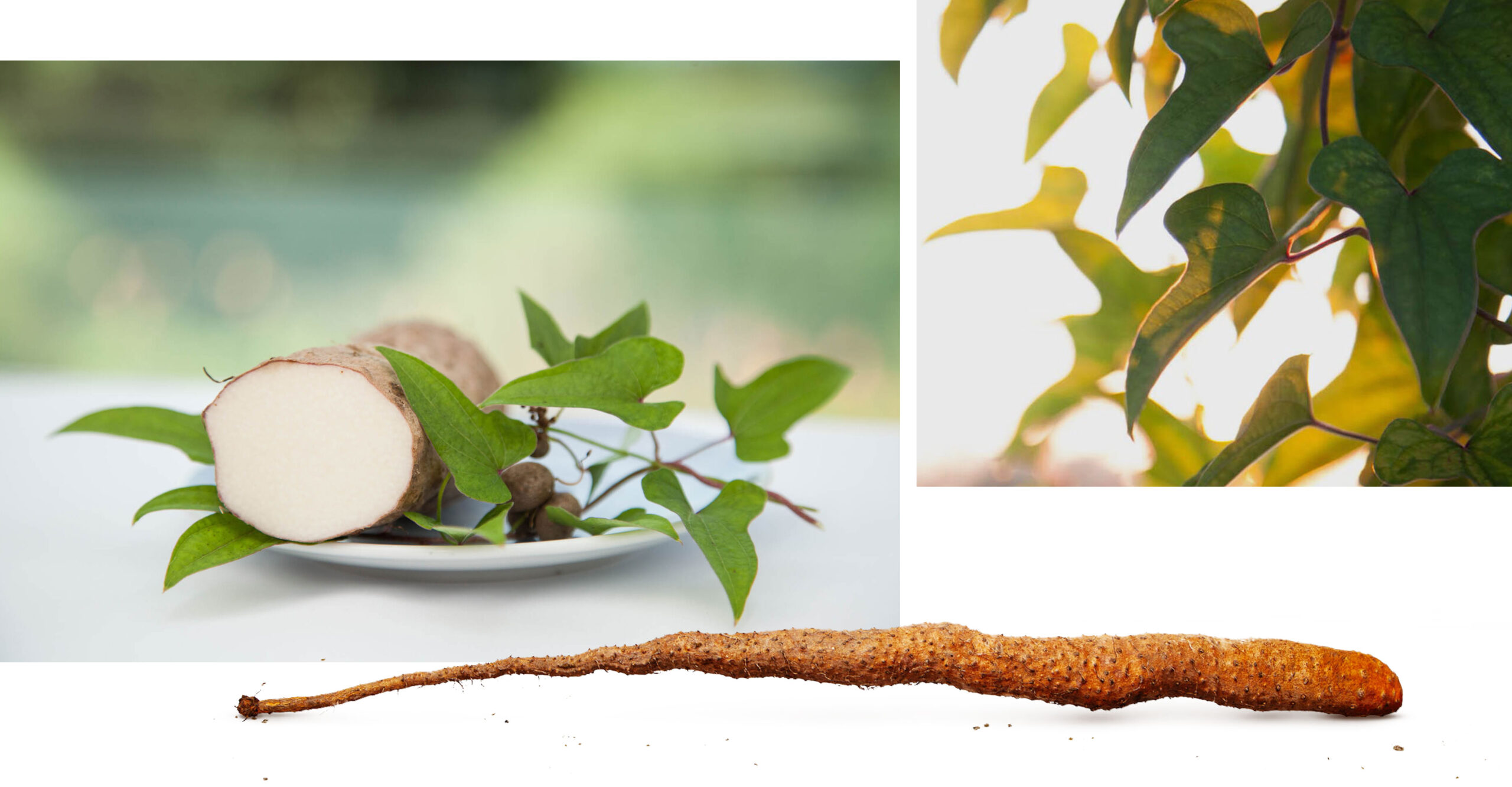 Lichtyam vom Andreashof